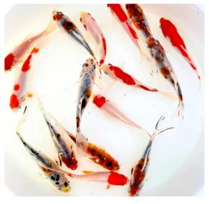 Toledo Live Goldfish for Pond