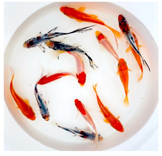 Image showcasing Winter Feeding Goldfish Pond Care: Feeding & Health Tips
