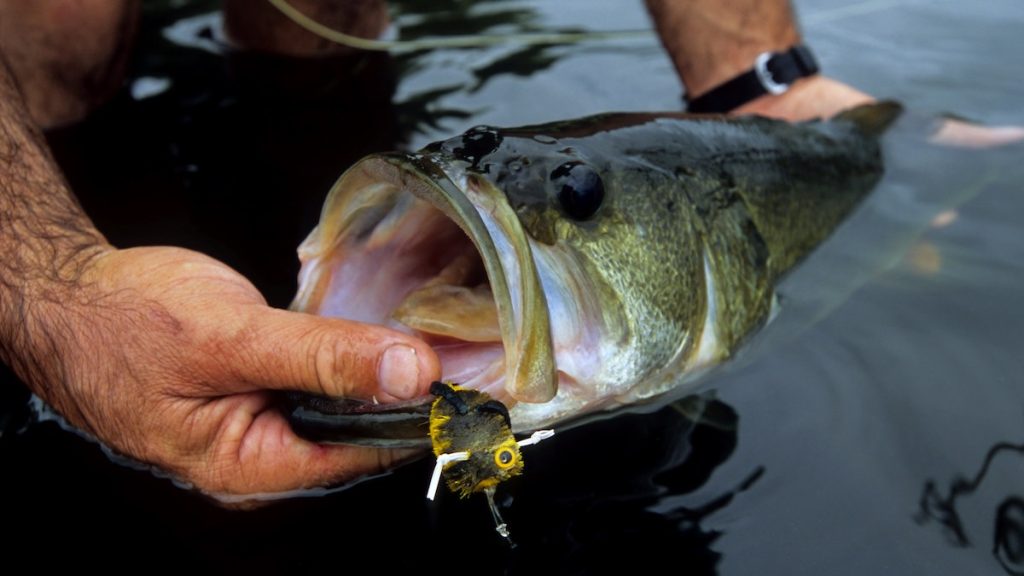 How Deep Does a Pond Need to Be for Bass