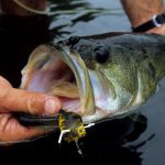 How Deep Does a Pond Need to Be for Bass