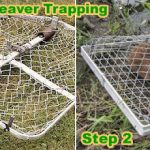 How To Trap A Beaver In A Pond – Humane and Effective Solutions