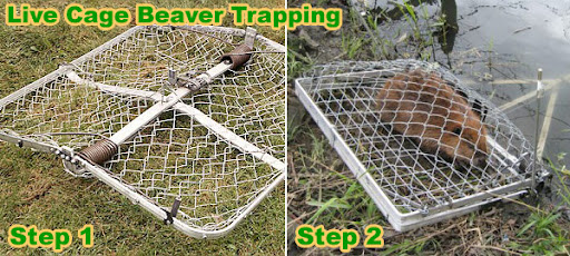 How To Trap A Beaver In A Pond – Humane and Effective Solutions