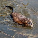 How to Trap a Muskrat in a Pond — Legal, Humane Alternatives and Prevention