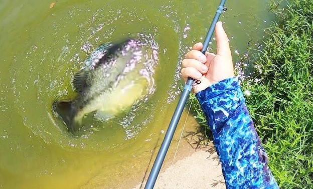 Best Rod and Reel Combos for Peacock Bass