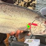 Best Rods for Salmon Fishing