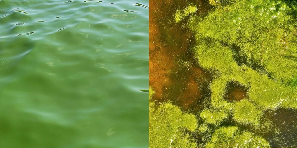 5 Best Pond Cleaner for Algae – Crystal Clear Water Guide