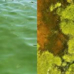 5 Best Pond Cleaner for Algae – Crystal Clear Water Guide