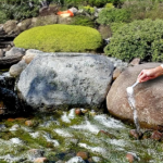 5 Best Pond Algae Removers Safe for Fish – 2026 Guide