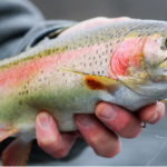 Best Bait for Rainbow Trout in Ponds – Buying Guide