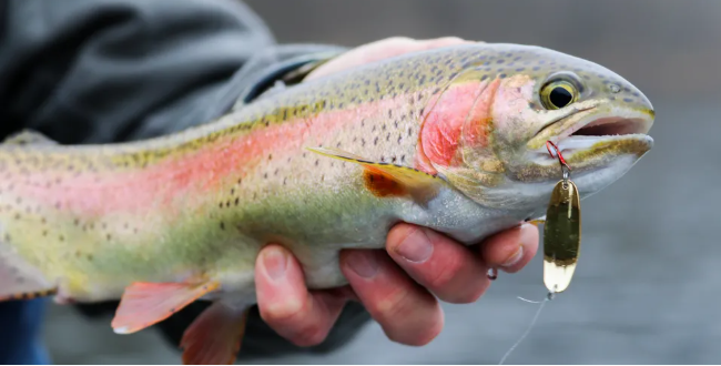 Best Bait for Rainbow Trout in Ponds – Buying Guide