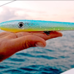 Best Baits For Shark Fishing
