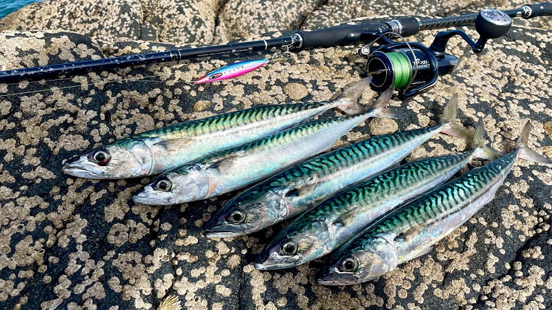 Best Fishing Lures For Mackerel