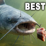 best catfish rigs for river fishing