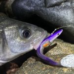best fishing baits for saltwater