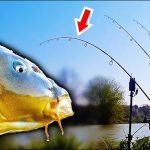 best fishing lines for carp