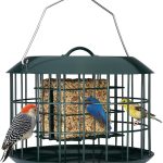 5 Best Suet Bird Feeder for Your Backyard Birds