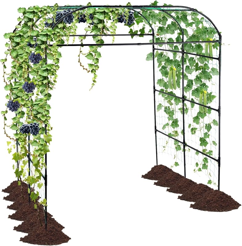 10 Best Climbing Vines for Pergolas That Transform Your Garden