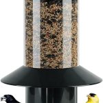 5 Best Bird Feeder Placement Ideas for a Thriving Backyard Haven