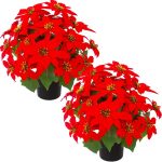 5 Best Outdoor Plants for Winter: Expert Picks to Brighten Your Garden