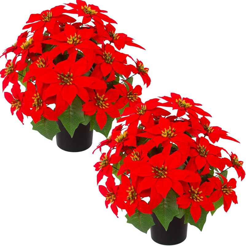 5 Best Outdoor Plants for Winter: Expert Picks to Brighten Your Garden
